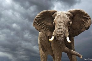 Totem Animal for October 2017